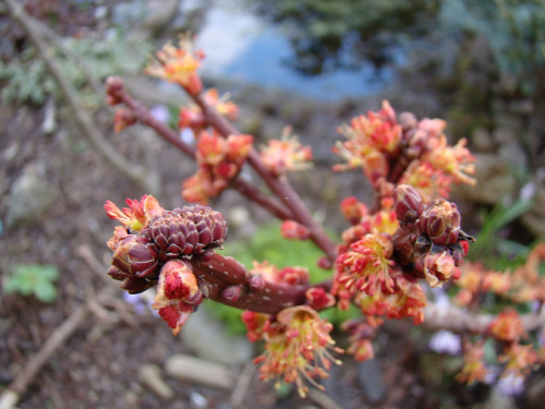 Acer rubrum 'Sekka'