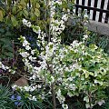 Daphne mezereum 'Alba'