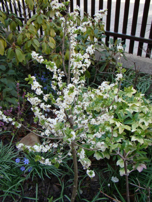 Daphne mezereum 'Alba'