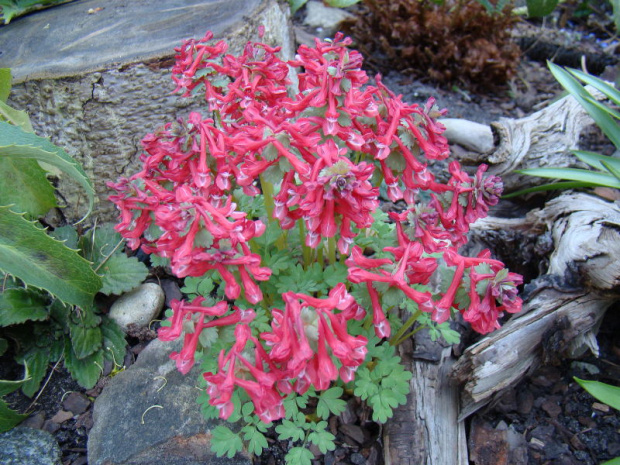 Corydalis solida 'George Baker'