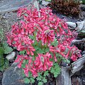 Corydalis solida 'George Baker'