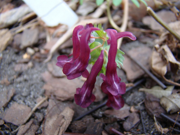 Corydalis sp.