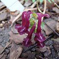 Corydalis sp.