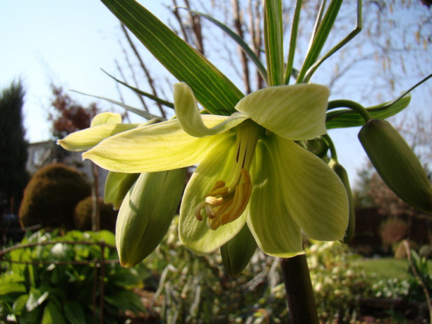 Fritillaria raddeana