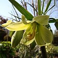 Fritillaria raddeana