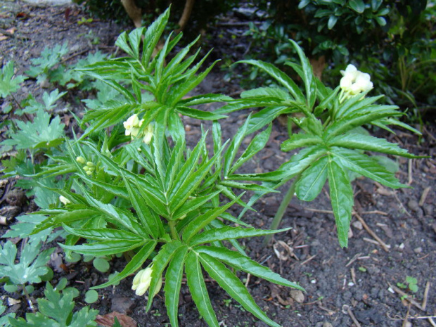 Cardamine kitaibelii