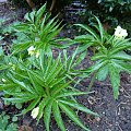 Cardamine kitaibelii