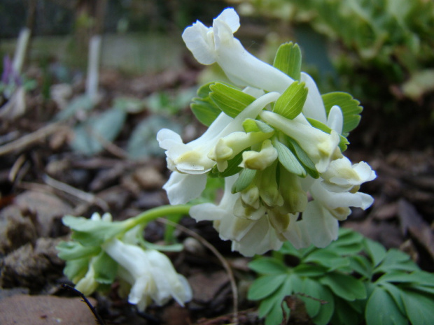 Corydalis solida 'Snowstorm'