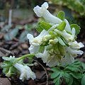 Corydalis solida 'Snowstorm'