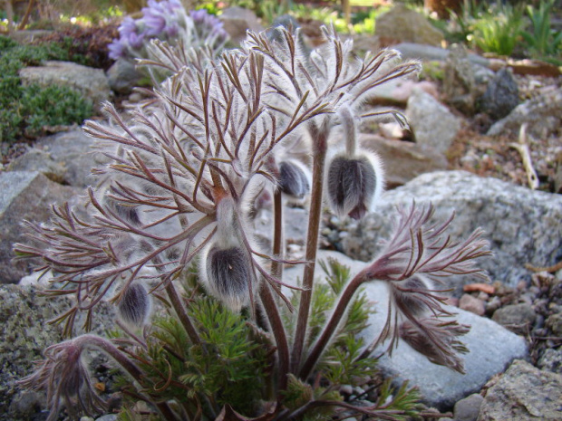 Pulsatilla x magyarica