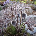 Pulsatilla x magyarica