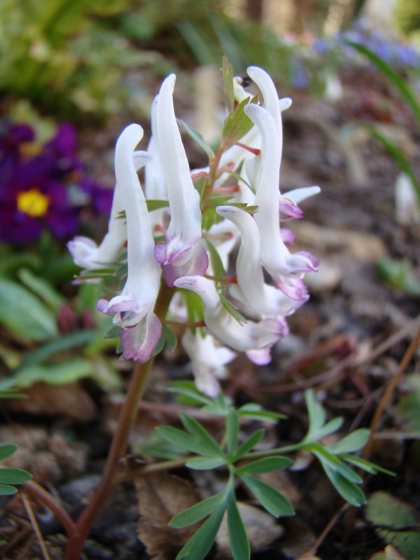 Corydalis solida 'Quiet Elegance'