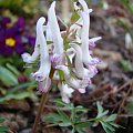 Corydalis solida 'Quiet Elegance'