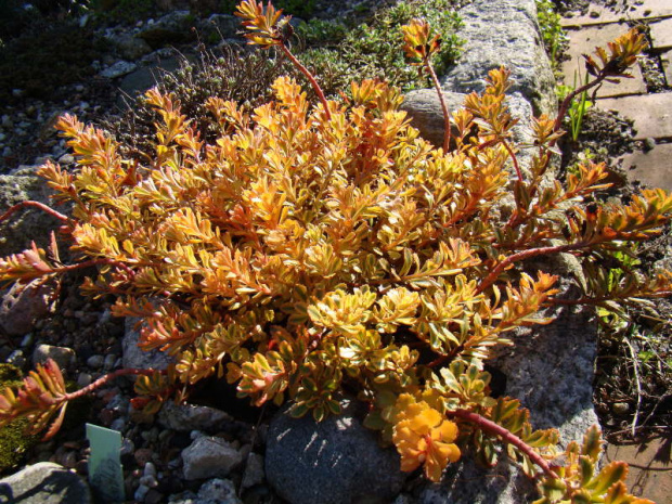 Sedum kamtschaticum 'The Edge'