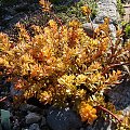 Sedum kamtschaticum 'The Edge'