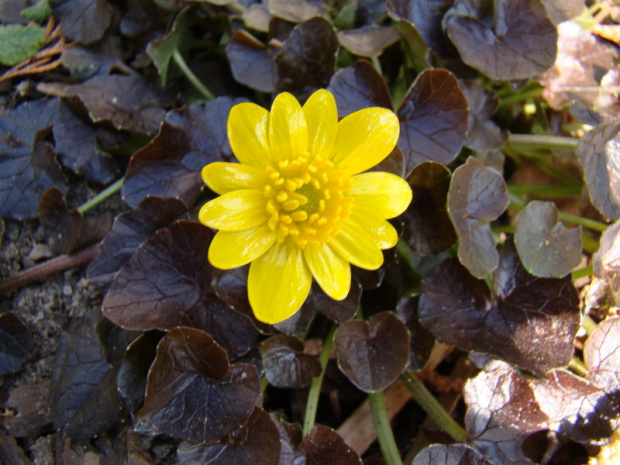 Ranunculus ficaria 'Brazen Hussy'