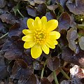 Ranunculus ficaria 'Brazen Hussy'