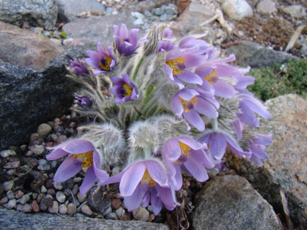 Pulsatilla grandis f. moravica