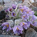 Pulsatilla grandis f. moravica