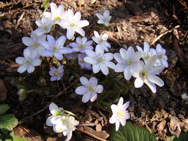 Hepatica nobilis 'porcelanka'