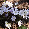 Hepatica nobilis 'porcelanka'