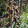 Fritillaria persica