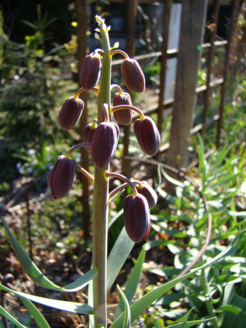 Fritillaria persica