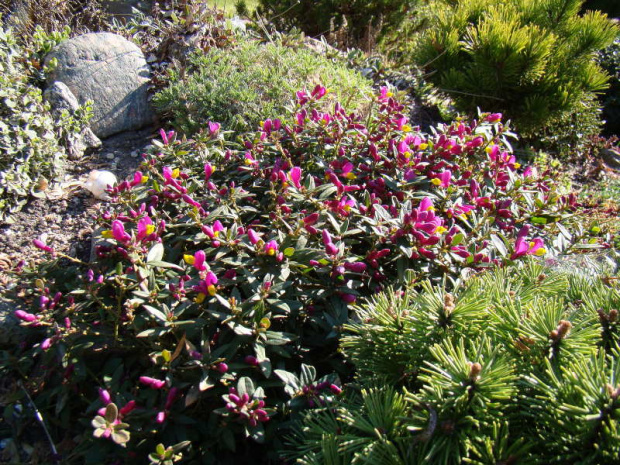 Polygala chamaebuxus var. grandiflora