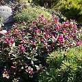 Polygala chamaebuxus var. grandiflora