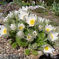 Pulsatilla slavica 'Alba'