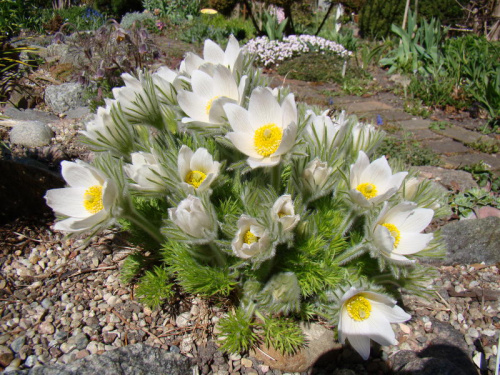 Pulsatilla slavica 'Alba'