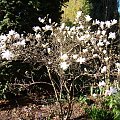 Magnolia stellata