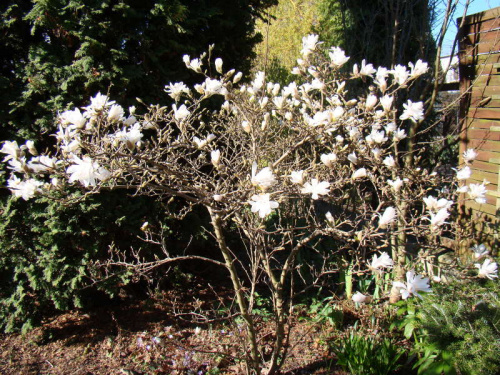 Magnolia stellata