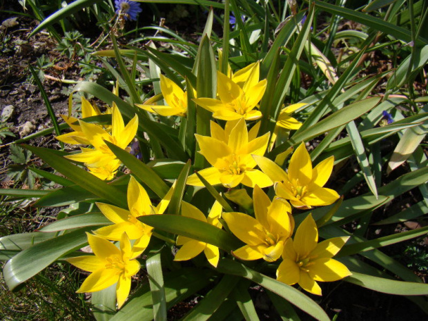 Tulipa urumiensis