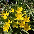 Tulipa urumiensis