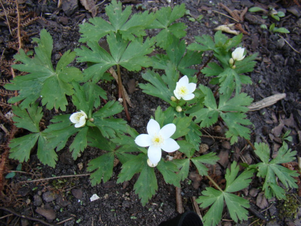 Anemone flaccida