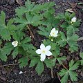 Anemone flaccida