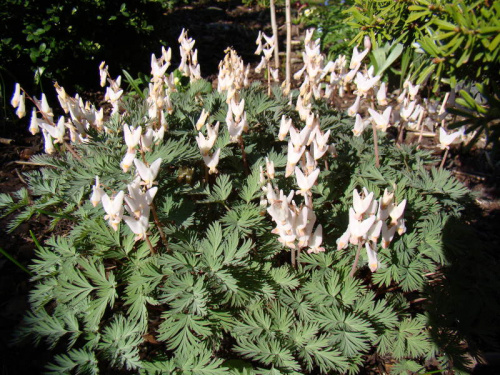 Dicentra cucullaria