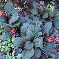 Primula 'Dark Rosaleen'