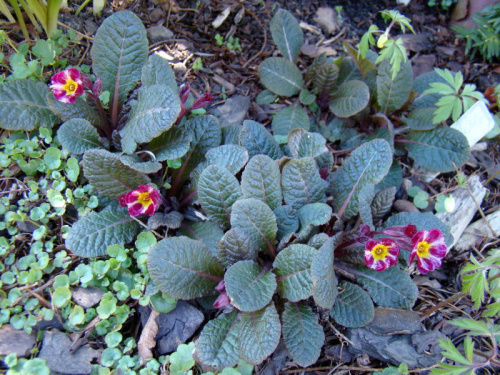 Primula 'Dark Rosaleen'