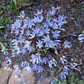 Hepatica nobilis