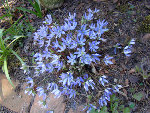 Hepatica nobilis