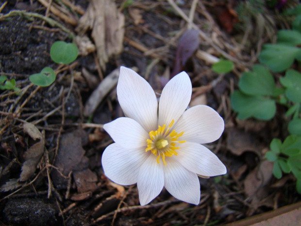 Sanguinaria canadensis 'Rosea'