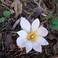 Sanguinaria canadensis 'Rosea'