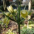 Fritillaria raddeana