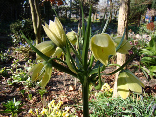 Fritillaria raddeana