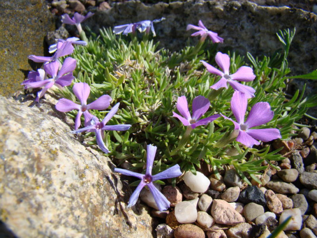 Phlox kelseyi