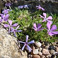 Phlox kelseyi