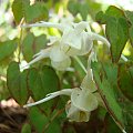 Epimedium 'Creeping Yellow'