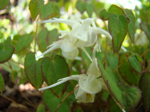 Epimedium 'Creeping Yellow'